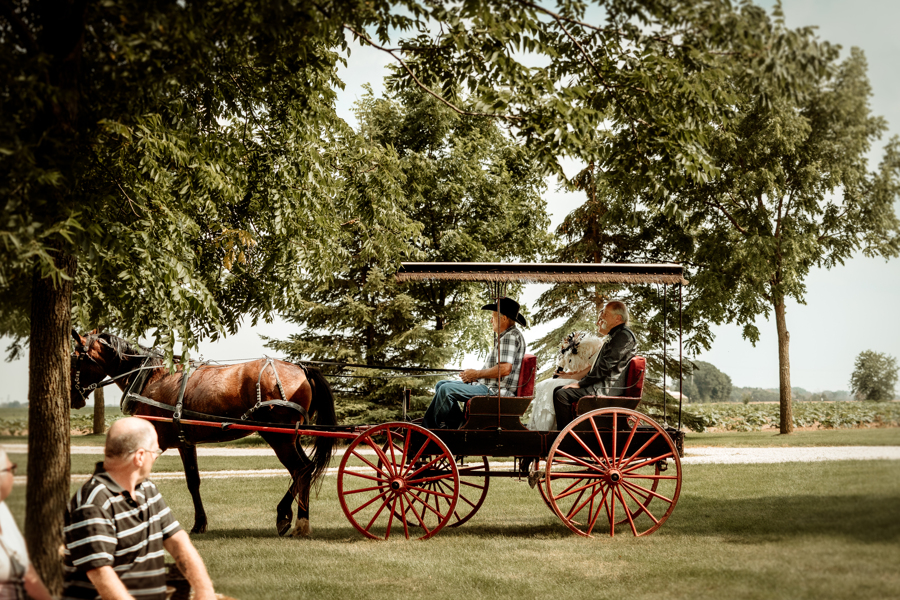 bride riding in a horse and wagon for her Wedding ceremony at Mulberry Lane Farms Venue in Wisconsin