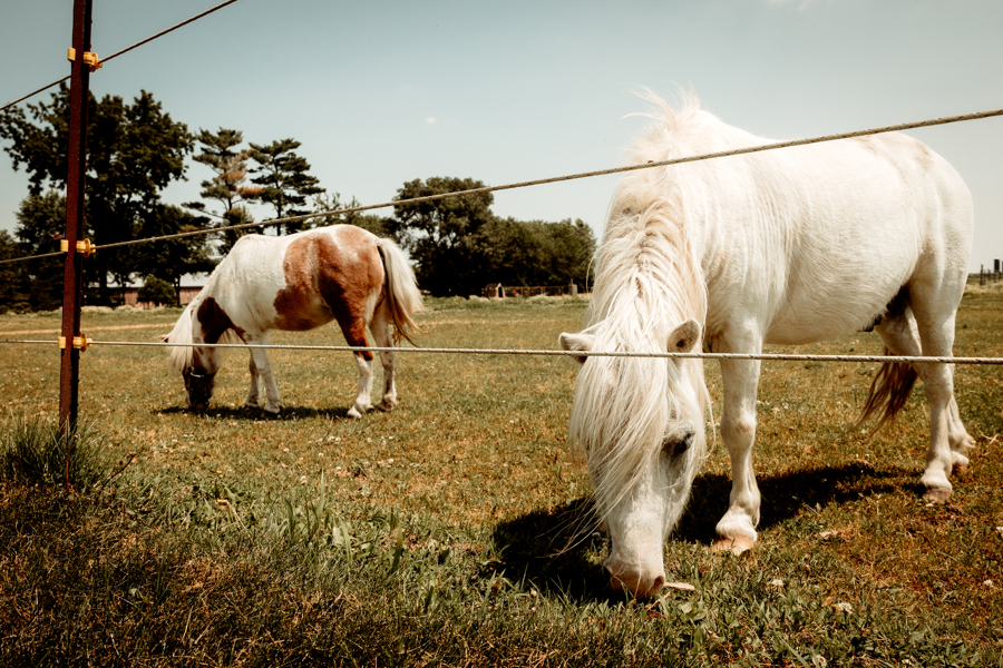 Petting Zoo at Mulberry Lane Farms Venue in Wisconsin