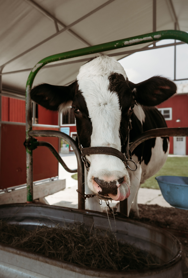 Petting Zoo at Mulberry Lane Farms Venue in Wisconsin